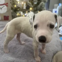 JR#4 ( black and white spot), a male Dalmatian for sale in Memphis, TN – Photo 6 of 8