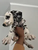 processed/334d8881-7c72-49aa-a344-56f147a14be6/listing/7026581f-25d7-4fc2-ae5f-963f29623309/16423f0f-9c2f-4134-b516-c115a64e3c96