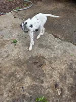 Loki, a female Dalmatian for sale in Memphis, TN – Photo 3 of 6