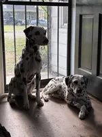 Loki, a female Dalmatian for sale in Memphis, TN – Photo 6 of 6