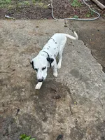 Loki, a female Dalmatian for sale in Memphis, TN – Photo 5 of 6
