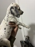 Loki, a female Dalmatian for sale in Memphis, TN – Photo 4 of 6