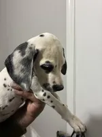 Loki, a female Dalmatian for sale in Memphis, TN – Photo 2 of 6