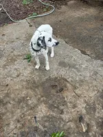 Loki, a female Dalmatian for sale in Memphis, TN – Photo 1 of 6