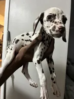 Philly #10 Liver spot, a female Dalmatian for sale in Memphis, TN – Photo 3 of 5