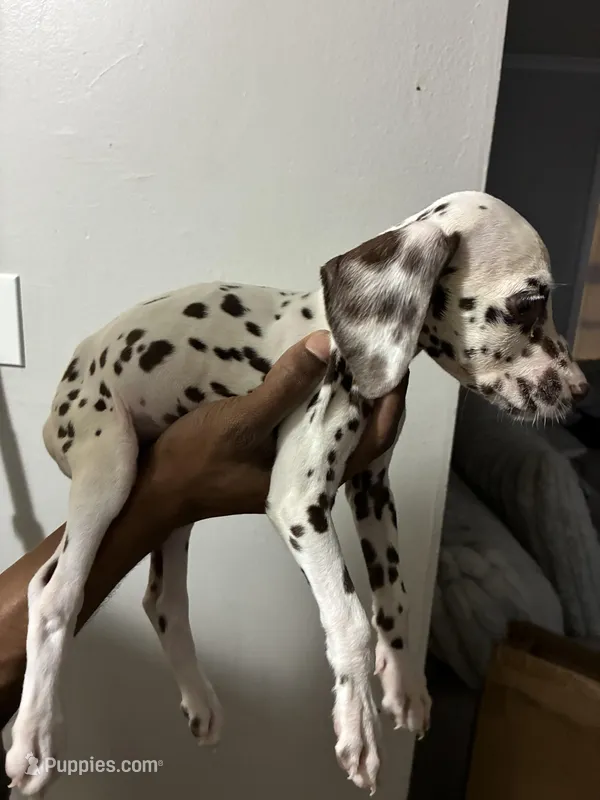 Philly #10 Liver spot