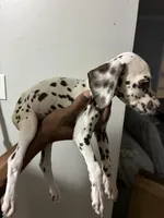 Philly #10 Liver spot, a female Dalmatian for sale in Memphis, TN – Photo 1 of 5