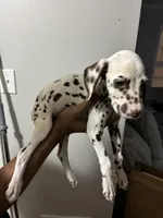 Philly #10 Liver spot, a female Dalmatian for sale in Memphis, TN – Photo 4 of 5