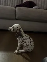 Philly #10 Liver spot, a female Dalmatian for sale in Memphis, TN – Photo 2 of 5