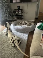 Philly #10 Liver spot, a female Dalmatian for sale in Memphis, TN – Photo 5 of 5