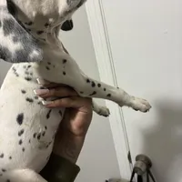 Loki#6( black and white spots), a female Dalmatian for sale in Memphis, TN – Photo 2 of 10