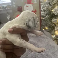 Loki#6( black and white spots), a female Dalmatian for sale in Memphis, TN – Photo 8 of 10