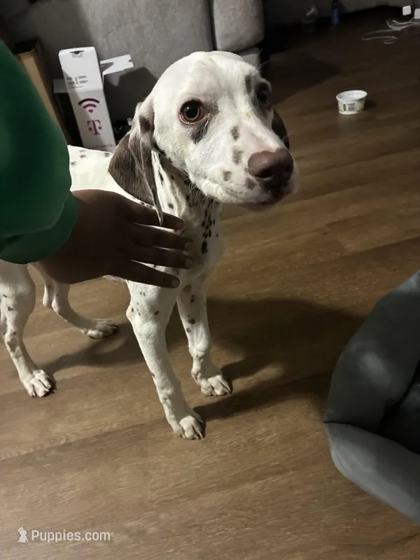Ava – Dalmatian puppy for sale in Memphis, TN