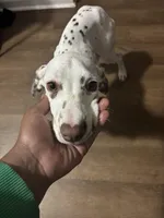 Ava, a female Dalmatian for sale in Memphis, TN – Photo 5 of 5