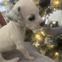 Loki#6( black and white spots), a female Dalmatian for sale in Memphis, TN – Photo 9 of 10