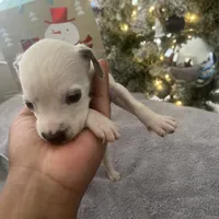Loki#6( black and white spots), a female Dalmatian for sale in Memphis, TN – Photo 7 of 10