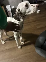 Ava, a female Dalmatian for sale in Memphis, TN – Photo 4 of 5