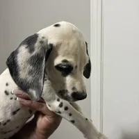 Loki#6( black and white spots), a female Dalmatian for sale in Memphis, TN – Photo 5 of 10