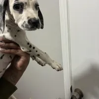 Loki#6( black and white spots), a female Dalmatian for sale in Memphis, TN – Photo 3 of 10