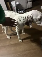 Ava, a female Dalmatian for sale in Memphis, TN – Photo 2 of 5