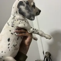 Loki#6( black and white spots), a female Dalmatian for sale in Memphis, TN – Photo 4 of 10