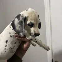 Loki#6( black and white spots), a female Dalmatian for sale in Memphis, TN – Photo 1 of 10