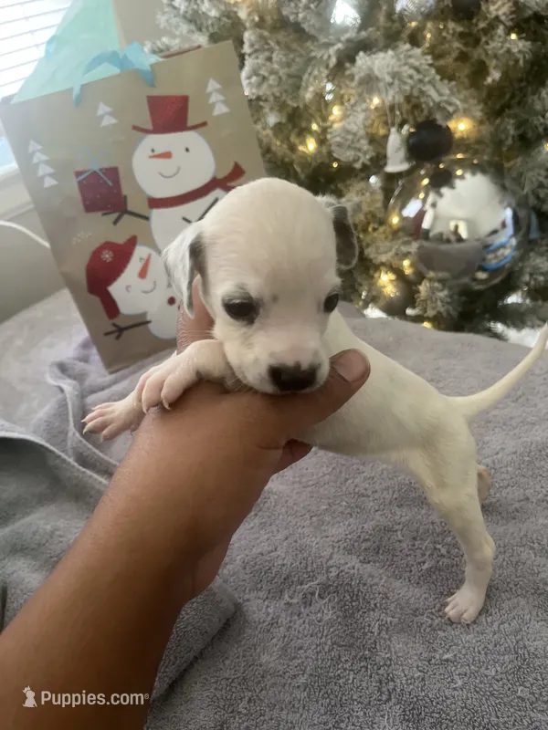 Loki#6( black and white spots)