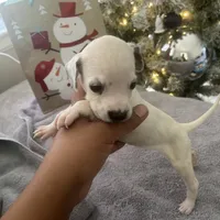 Loki#6( black and white spots), a female Dalmatian for sale in Memphis, TN – Photo 6 of 10