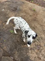 Brody, a male Dalmatian for sale in Memphis, TN – Photo 4 of 8