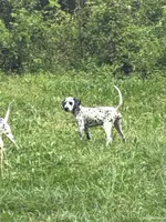 Brody, a male Dalmatian for sale in Memphis, TN – Photo 2 of 8