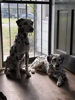 Brody, a male Dalmatian for sale in Memphis, TN – Photo 3 of 8
