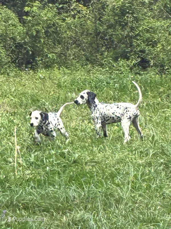 Brody – Dalmatian puppy for sale in Memphis, TN