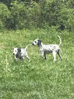 Brody, a male Dalmatian for sale in Memphis, TN – Photo 1 of 8
