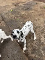 Brody, a male Dalmatian for sale in Memphis, TN – Photo 6 of 8