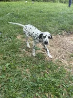 Brody, a male Dalmatian for sale in Memphis, TN – Photo 8 of 8