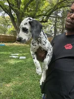 Brody, a male Dalmatian for sale in Memphis, TN – Photo 7 of 8