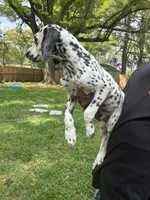 Brody, a male Dalmatian for sale in Memphis, TN – Photo 5 of 8