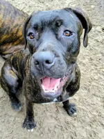 Negri, a female Perro de Presa Canario and Cane Corso for sale in Gainesville, FL – 1 of 3