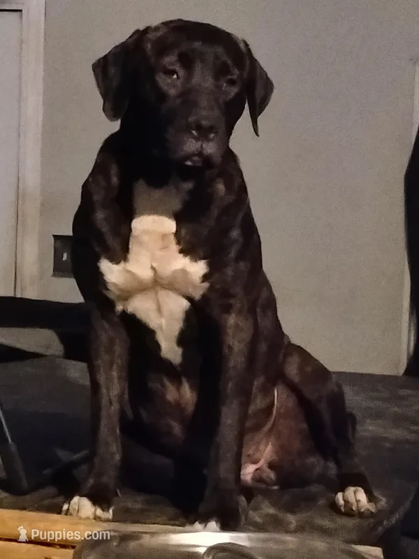 Ra -rai – Perro de Presa Canario, Cane Corso puppy for sale in Gainesville, FL