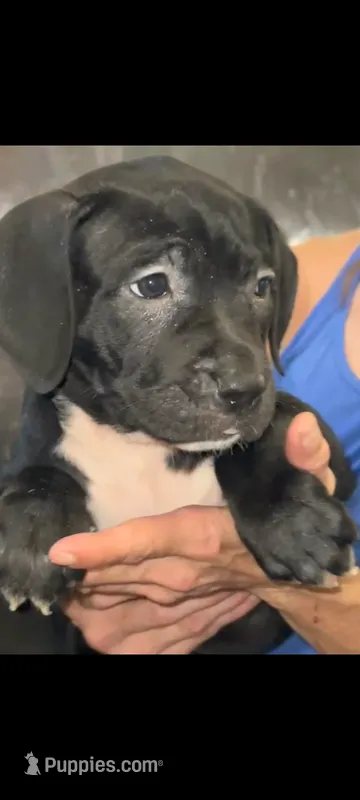 Athenea  – Neapolitan Mastiff, Cane Corso puppy for sale in Gainesville, FL