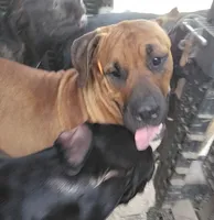 Gilgamesh , a male Bullmastiff and Boerboel for sale in Gainesville, FL – 1 of 2