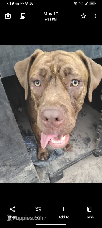 Jorgelina , a female Neapolitan Mastiff for sale in Gainesville, FL – 1 of 1