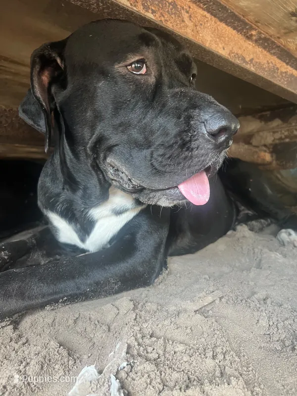 Saturno  – Cane Corso puppy for sale in Gainesville, FL