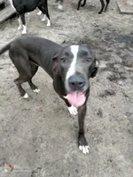 Silver, a male Great Dane for sale in Gainesville, FL – 2 of 2