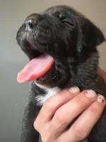 Titan , a male Neapolitan Mastiff and Cane Corso for sale in Gainesville, FL – 2 of 3