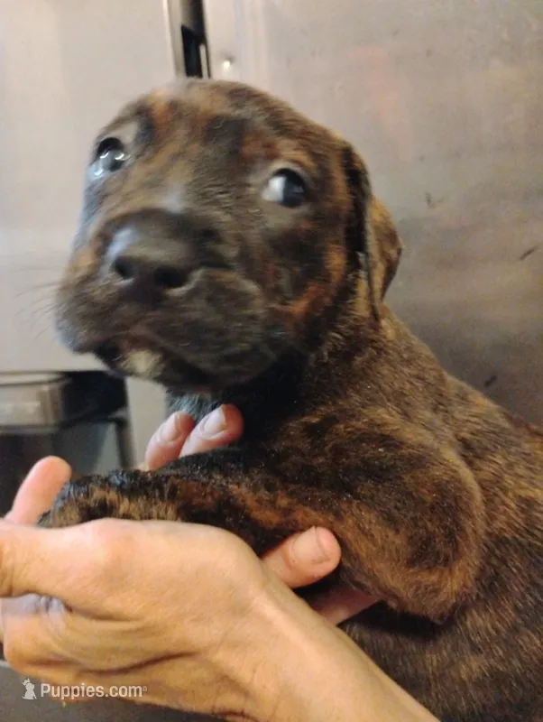 Akiles  – Cane Corso, American Mastiff puppy for sale in Gainesville, FL