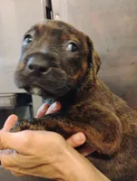 Akiles , a male Cane Corso and American Mastiff for sale in Gainesville, FL – 1 of 1