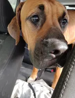 Gilgamesh , a male Bullmastiff and Boerboel for sale in Gainesville, FL – 1 of 3