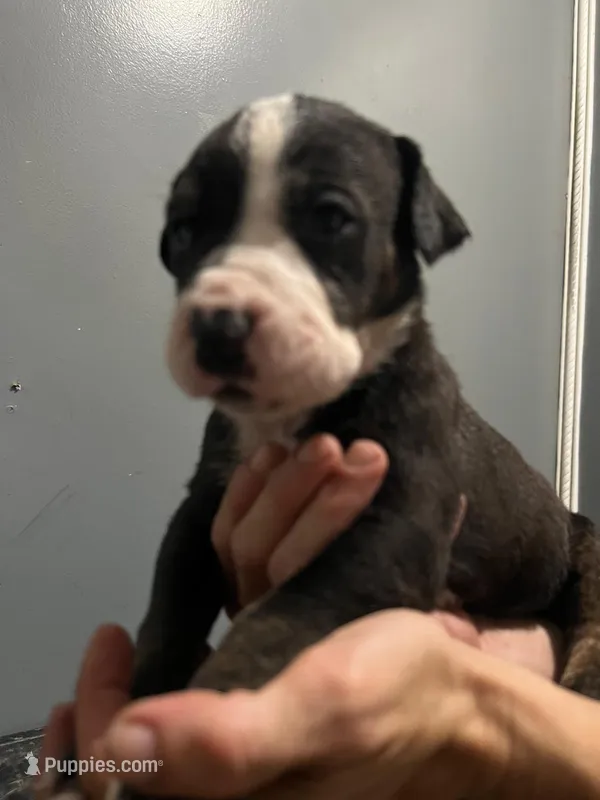 Akira  – Cane Corso, American Mastiff puppy for sale in Gainesville, FL