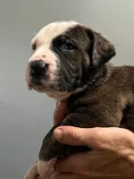Leoneas , a  Cane Corso and American Mastiff for sale in Gainesville, FL – 2 of 3